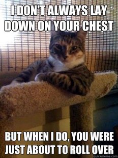 The Most Interesting Cat in the World