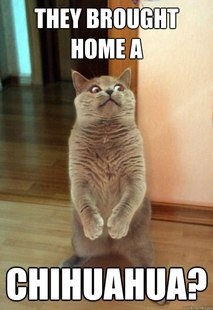 Horrorcat