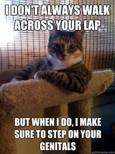 The Most Interesting Cat in the World