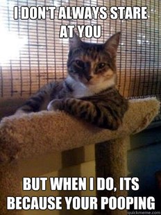 The Most Interesting Cat in the World