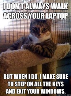 The Most Interesting Cat in the World