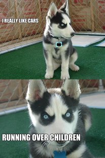 Insanity puppy