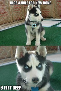 Insanity puppy