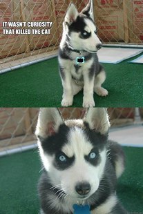 Insanity puppy