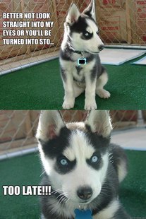 Insanity puppy