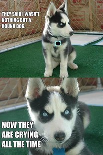 Insanity puppy