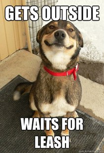 Good dog greg