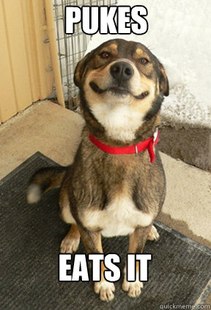 Good Dog Greg