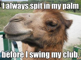 camel meme