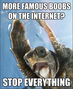 Srop everything turtle