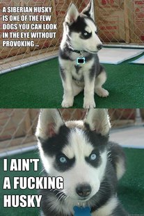 Insanity puppy