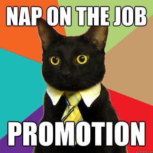Business Cat