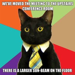 Business Cat