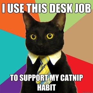 Business Cat