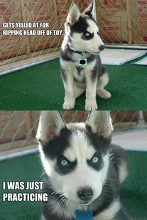 Insanity puppy