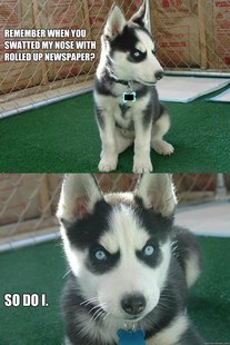 Insanity puppy