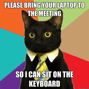 Business Cat
