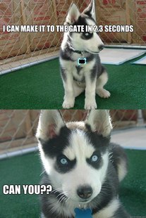 Insanity puppy