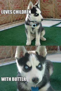 Insanity puppy