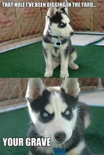 Insanity puppy