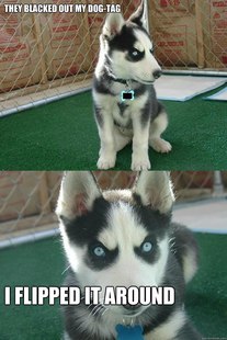 Insanity puppy