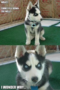 Insanity puppy
