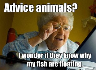 Grandma finds the Internet