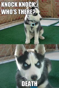 Insanity puppy