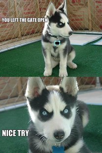 Insanity puppy