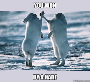 Bunny Bros