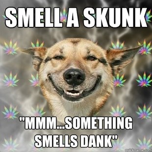Stoner Dog