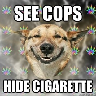 Stoner Dog