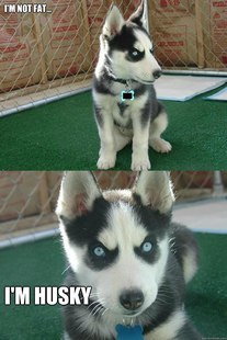 Insanity puppy