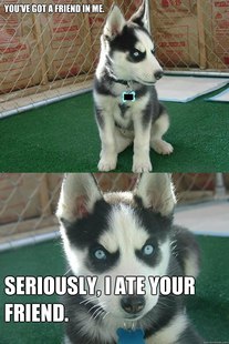 Insanity puppy