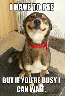 Good Dog Greg