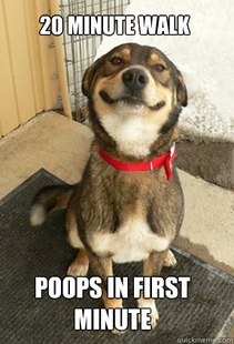 Good Dog Greg
