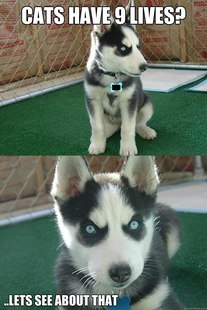 Insanity puppy