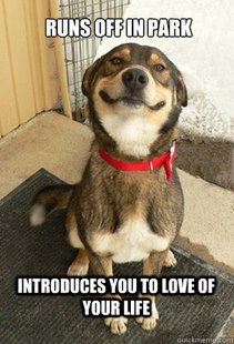 Good Dog Greg
