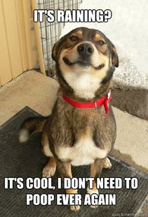 Good Dog Greg