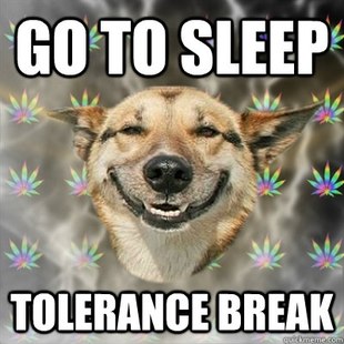 Stoner Dog
