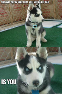 Insanity puppy