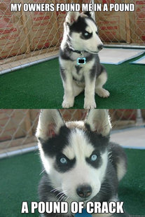 Insanity puppy