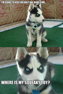 Insanity puppy