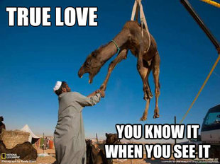 Camel Meme