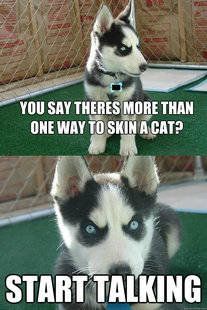 Insanity puppy