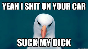 asshole bird