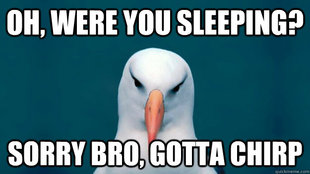 asshole bird