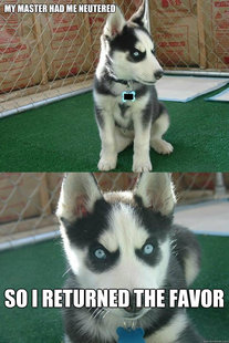 Insanity puppy