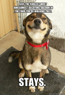 Good Dog Greg