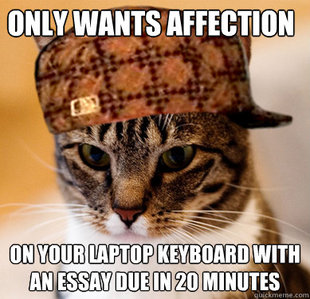 Scumbag Cat